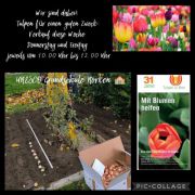 25Tulpen