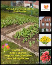 26Tulpen